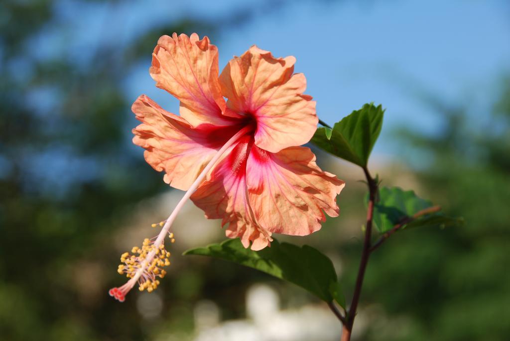 Hibiscus Garden Hotel Santa Catalina Exterior photo